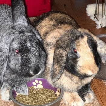 Rosemary with Basil -  Mini Lop and Mixed Breed Rabbit for Adoption in Erie, Colorado - Rosemary With Basil | PetCurious