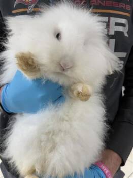 Bunny Rabbit Rabbits Available for Adoption in Largo, Florida - Jupiter | PetCurious