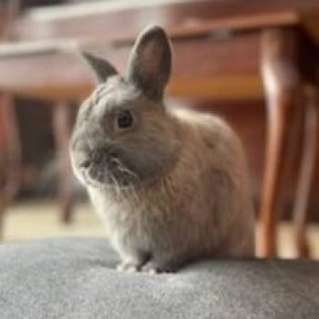 Netherland Dwarf Rabbits Available for Adoption in Midland, Michigan - Chandler Courtesy Listed | PetCurious