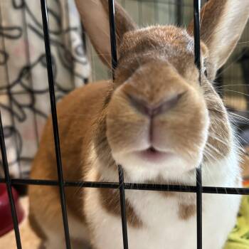 Rescue Dutch and English Spot Rabbits for Adoption in Midlothian, Virginia - Ginger (bonded With George) | PetCurious