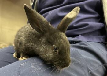 Bunny Rabbit Rabbits Available for Adoption in Westford, Massachusetts - Scarecrow | PetCurious