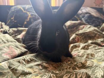 Rescue Havana Rabbits for Adoption - Chocolate | PetCurious