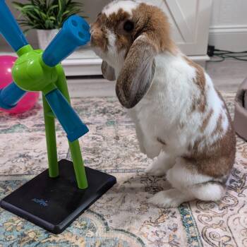 Pizzelle -  Lop Eared Rabbit for Adoption in New Franklin, Ohio - Pizzelle | PetCurious