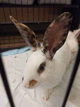 HONEYBUN -  Bunny Rabbit Rabbit for Adoption in Brentwood, Missouri - HONEYBUN | PetCurious
