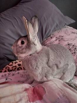 Chinchilla Rabbits Available for Adoption - Jojo | PetCurious