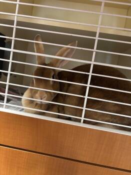 Moose -  American Rabbit for Adoption in Bloomington, Indiana - Moose | PetCurious