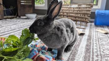 Persephone -  Rex Rabbit for Adoption in Lee