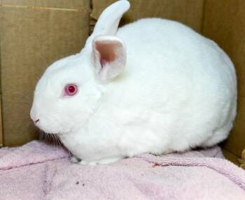 NAT GEO -  English Spot Rabbit for Adoption in Boston, Massachusetts - NAT GEO | PetCurious