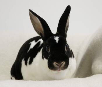 Mini Rex Rabbits Available for Adoption in Lakeville, Minnesota - Lil Mama (Little Momma) | PetCurious