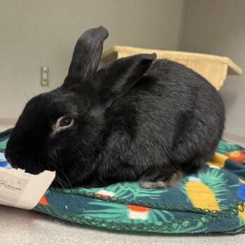 American Rabbits Available for Adoption - Shadow | PetCurious