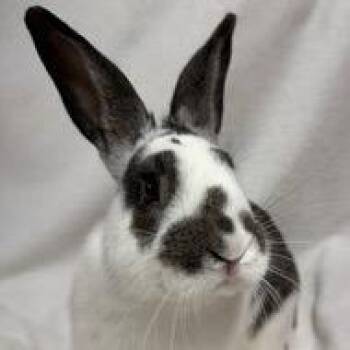 English Spot and Bunny Rabbit Rabbits Available for Adoption in Baltimore, Maryland - Dennis | PetCurious