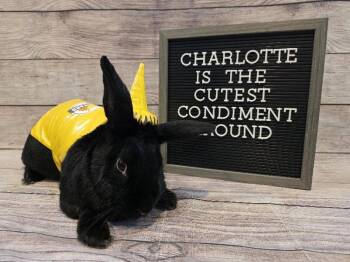 New Zealand Rabbits Available for Adoption in Columbus, Ohio - Charlotte | PetCurious