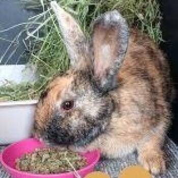 Wiley -  Bunny Rabbit Rabbit Available for Adoption in Washington Mills, New York - Wiley | PetCurious
