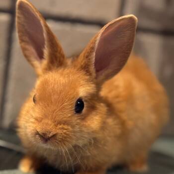 Rescue Bunny Rabbit Rabbits for Adoption in Hampton Bays, New York - Evangeline | PetCurious