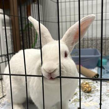 Shelly -  New Zealand Rabbit for Adoption in Mentor, Ohio - Shelly | PetCurious
