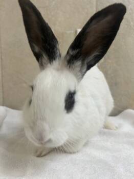 Rescue American Rabbits for Adoption in Honolulu, Hawaii - 58755049 | PetCurious