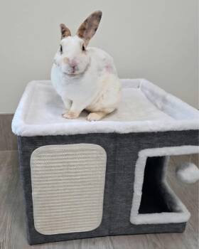 Also Thomas -  Rex Rabbit for Adoption in Saint Charles, Missouri - Also Thomas | PetCurious