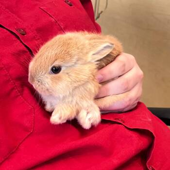 Bunny Rabbit Rabbits Available for Adoption in Lindon, Utah - Lily | PetCurious