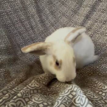 Merlin -  Bunny Rabbit Rabbit for Adoption in Gansevoort, New York - Merlin | PetCurious