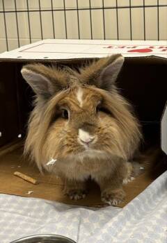 Bunny Rabbit Rabbits Available for Adoption in Leesburg, Virginia - UDON | PetCurious