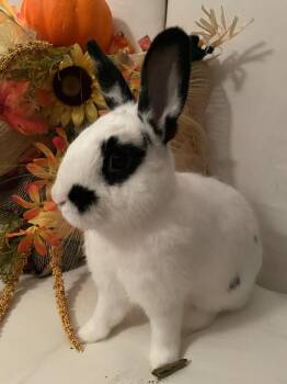 Sweet Pea -  Hotot and Dwarf Rabbit for Adoption in Jefferson, Louisiana - Sweet Pea | PetCurious