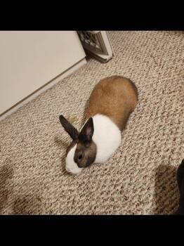 Dutch Rabbits Available for Adoption in Waynesboro, Virginia - Annie | PetCurious