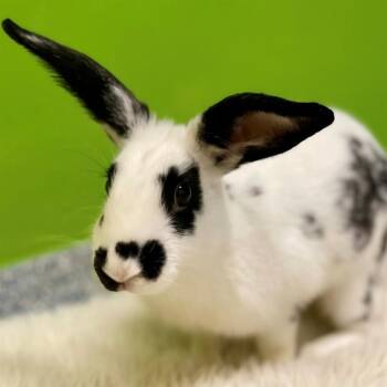 Bunny Rabbit Rabbits Available for Adoption - GENIE | PetCurious