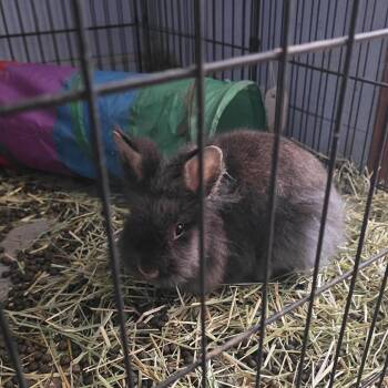 Lionhead Rabbits Available for Adoption in Lynchburg, Virginia - Snickers | PetCurious