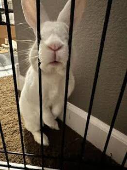 Rescue Bunny Rabbit Rabbits for Adoption in Minneapolis, Minnesota - Roger | PetCurious
