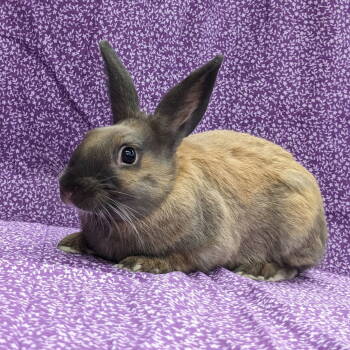 Rescue American and Bunny Rabbit Rabbits for Adoption in Antioch, California - Fat Tony | PetCurious
