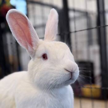 Rescue New Zealand Rabbits for Adoption in Kanab, Utah - Endeavor | PetCurious