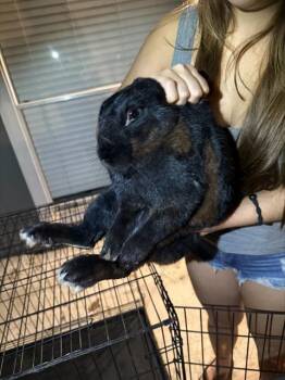 Bunny Rabbit Rabbits Available for Adoption in San Antonio, Texas - HOPSCOTCH | PetCurious