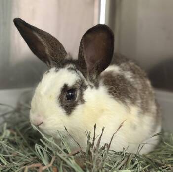 American Rabbits Available for Adoption in Oakland, California - Oscar | PetCurious
