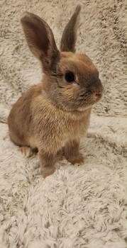 American Rabbits Available for Adoption - Pumpkin Spice | PetCurious
