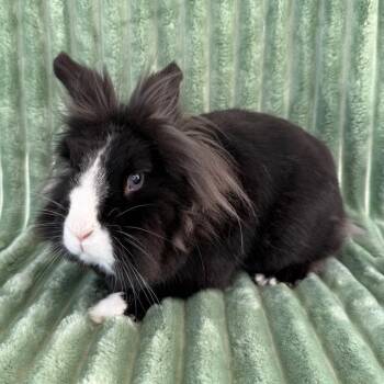 JACK -  Bunny Rabbit Rabbit for Adoption in Camarillo, California - JACK | PetCurious