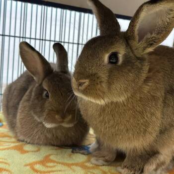 Bunny Rabbit Rabbits Available for Adoption in Erie, Colorado - Maple With Spruce | PetCurious