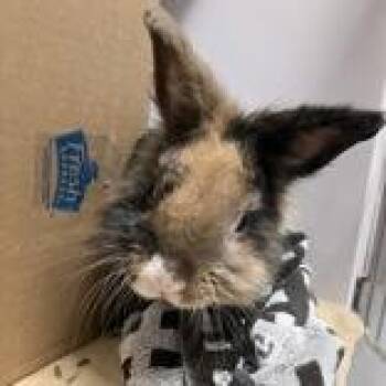 Gilbert -  Lionhead Rabbit for Adoption in Hilliard, Ohio - Gilbert | PetCurious