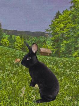 Rex Rabbits Available for Adoption - Midnight | PetCurious