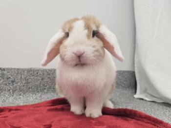 Gucci -  Lop Eared Rabbit for Adoption in Westford, Massachusetts - Gucci | PetCurious