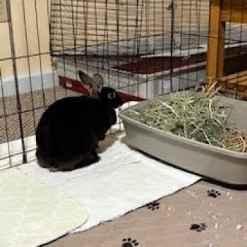 Rescue Mini Rex Rabbits for Adoption in Gansevoort, New York - Skittles | PetCurious