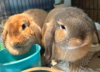 Scrambles Eggleton -  Lop Eared Rabbit for Adoption in Dallas, Pennsylvania - Scrambles Eggleton | PetCurious