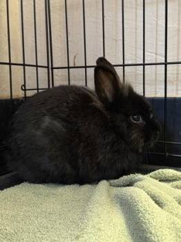 Lionhead Rabbits Available for Adoption - Cherub | PetCurious