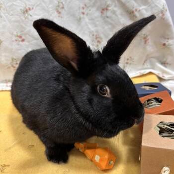 Rowlet -  Bunny Rabbit Rabbit Available for Adoption in Puslinch, Ontario - Rowlet | PetCurious