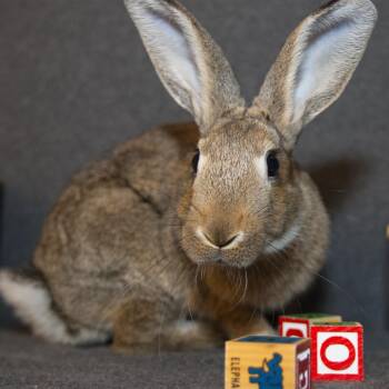 Baltic -  Bunny Rabbit Rabbit for Adoption in Wilmington, Delaware - Baltic | PetCurious