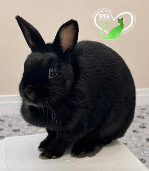 Pipine -  Bunny Rabbit Rabbit for Adoption in Delson, Quebec - Pipine | PetCurious