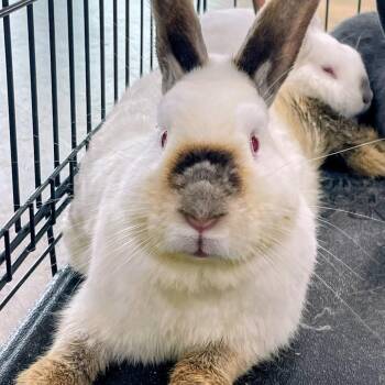 Carmen San Diego -  Californian Rabbit for Adoption in Lyndhurst, Virginia - Carmen San Diego | PetCurious