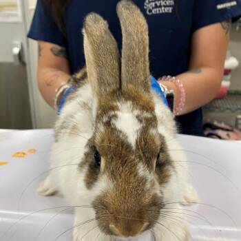 Honey -  Bunny Rabbit Rabbit for Adoption in Las Cruces, New Mexico - Honey | PetCurious