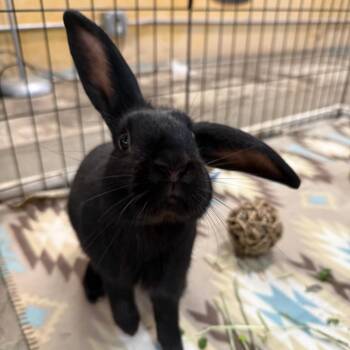 Mini Lop Rabbits Available for Adoption in San Diego, California - Robby | PetCurious