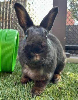 Bunny Rabbit Rabbits Available for Adoption - PEPPER | PetCurious