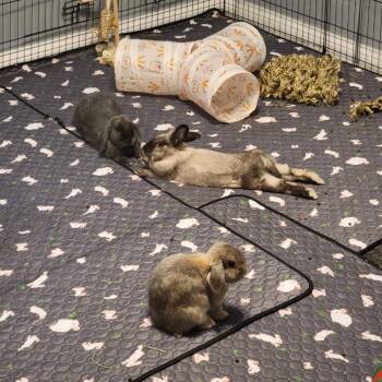 Lionhead and Mini Rex Rabbits Available for Adoption - Figgy | PetCurious